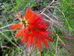 Melaleuca lateritia