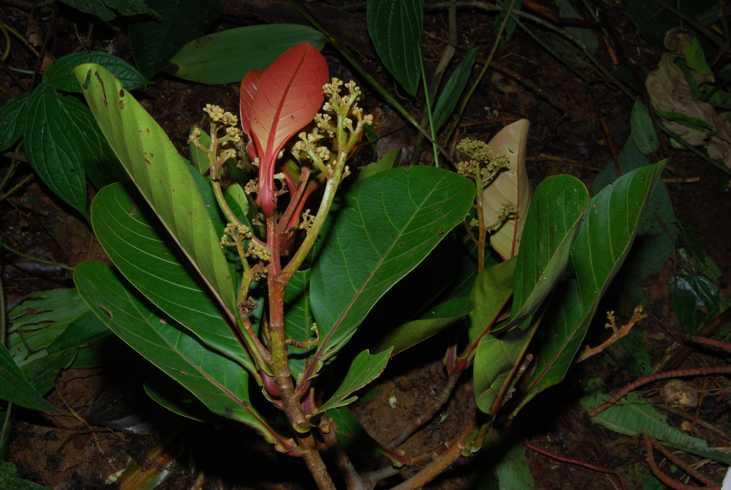 Ocotea endresiana