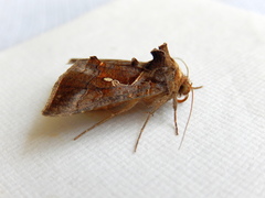 Chrysodeixis subsidens