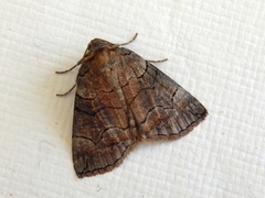 Dysbatus singularis