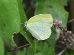 Pyrisitia venusta