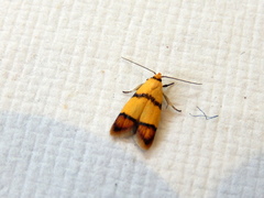 Heteroteucha distephana