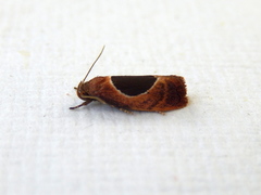 Hoplomorpha abalienella