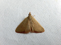 Hypsopygia albidalis