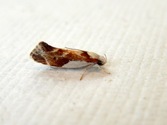 Lichenaula laniata