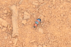 Dicranolaius cinctus