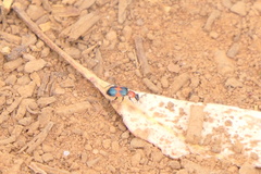 Dicranolaius cinctus