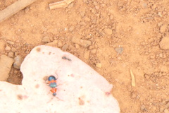 Dicranolaius cinctus