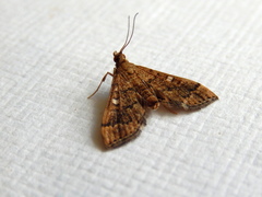Nacoleia rhoeoalis