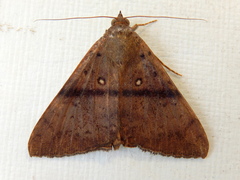 Oxyodes tricolor