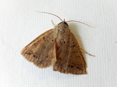 Pantydia capistrata