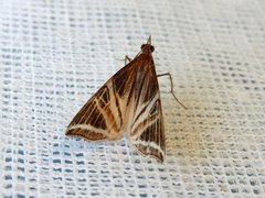 Phrataria transcissata