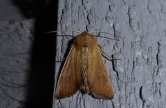 Ichneutica blenheimensis