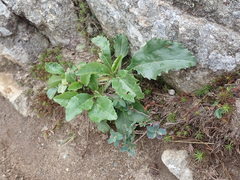 Solidago leiocarpa