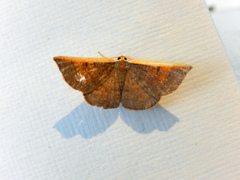 Picromorpha pyrrhopa