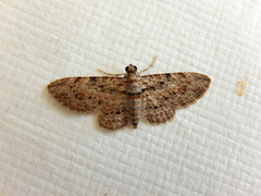 Sigilliclystis insigillata