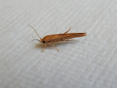 Stathmopoda chalcotypa