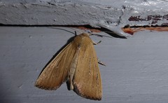 Ichneutica blenheimensis