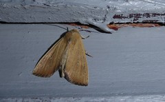 Ichneutica blenheimensis