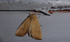 Ichneutica blenheimensis