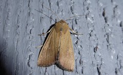 Ichneutica blenheimensis