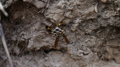 Polistes xanthogaster
