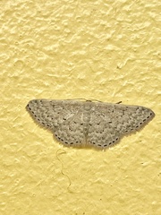 Idaea philocosma