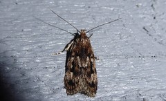 Barea exarcha