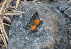 Paranotoreas brephosata