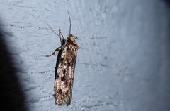 Barea exarcha