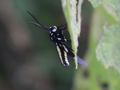 Leucotmemis nexa