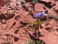 Gentianopsis barbellata