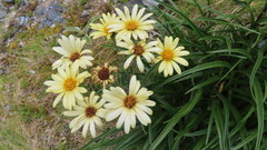 Dolichoglottis lyallii × scorzoneroides