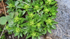 Abrotanella rostrata