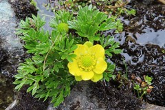 Ranunculus sericophyllus