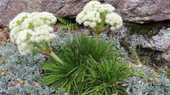 Aciphylla congesta