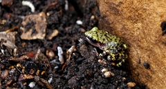 Eleutherodactylus marnockii