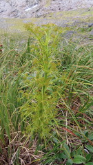 Aciphylla crenulata
