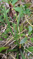 Aciphylla crenulata