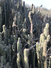 Nyctocereus