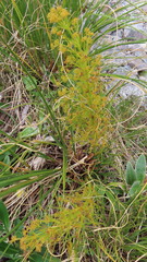 Aciphylla crenulata