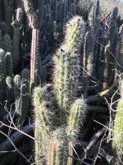 Nyctocereus