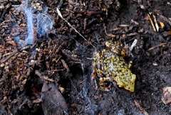 Eleutherodactylus marnockii