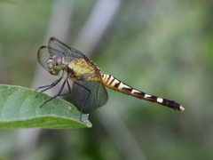 Erythrodiplax fervida