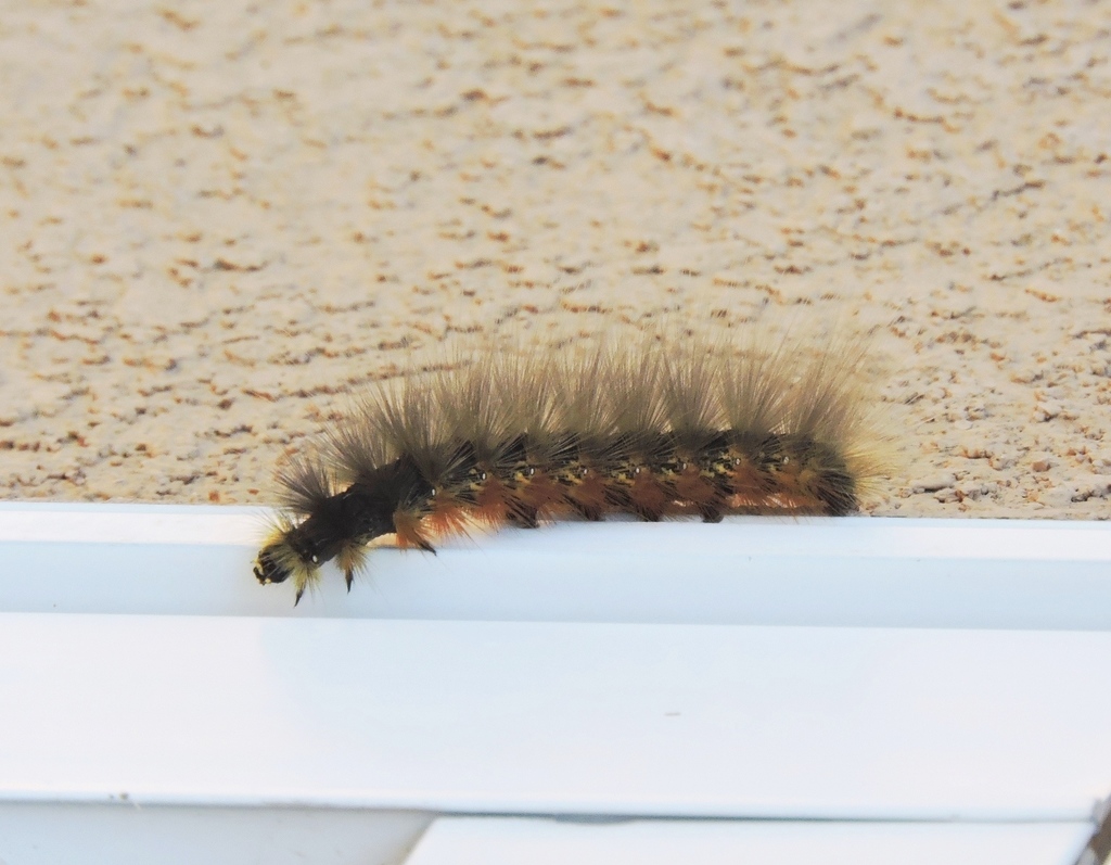 Salt Marsh Moth From Edgewood, Nm 87015, Usa On August 13, 2015 At 08: 