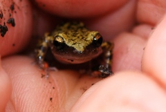 Eleutherodactylus marnockii