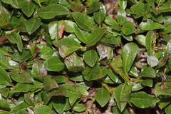Salix uva-ursi