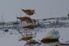 Calidris pugnax