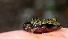 Eleutherodactylus marnockii