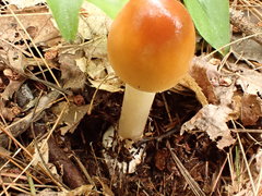 Amanita sinicoflava